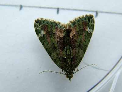 Red-green Carpet